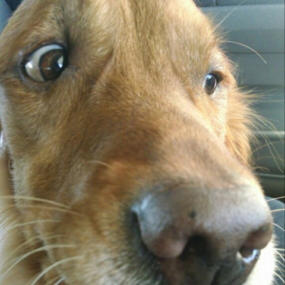 Meet your Posher, Sydney